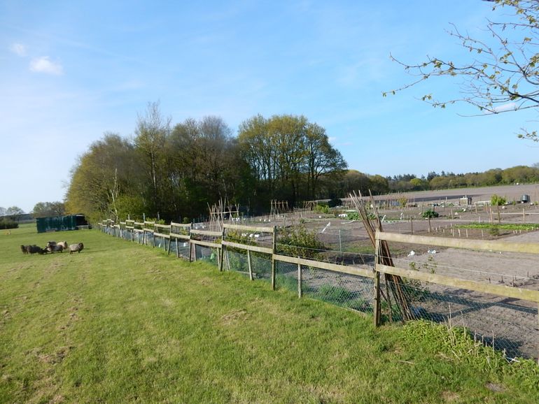 Vindplaats Russische rattenslang in Vries, op ruim vijf kilometer afstand van de verspreidingskern van de populatie in Eelde