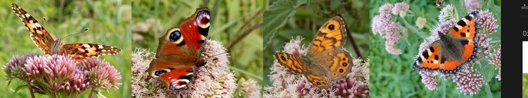 Vlinders op koninginnenkruid, v.l.n.r. distelvlinder, dagpauwoog, argusvlinder & kleine vos