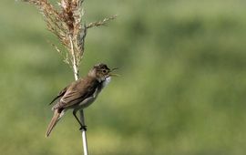 Acrocephalus arundinaceus. Grote karekiet