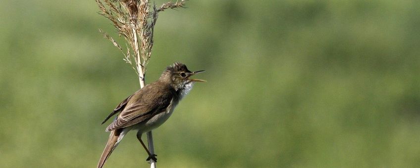 Acrocephalus arundinaceus. Grote karekiet