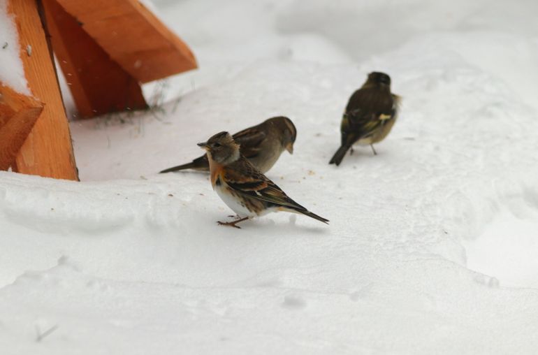 Sneeuw vergroot de kans op een keep in de tuin. Hier in gezelschap van een huismus en een vink