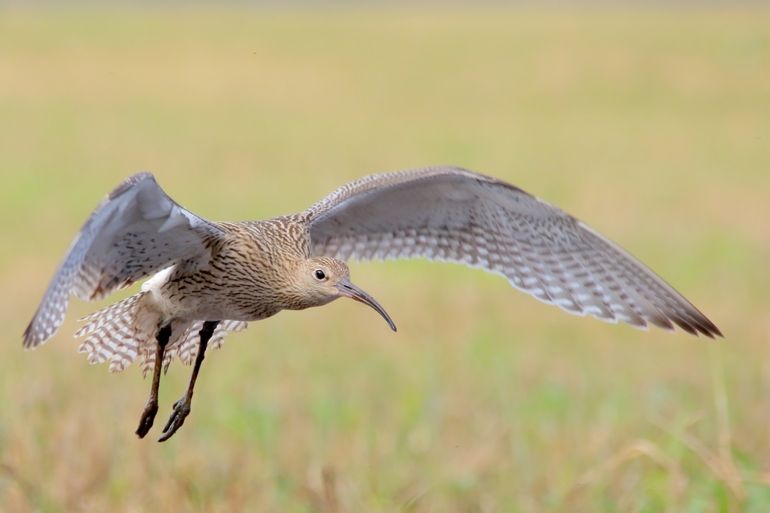 Een snavel die krom is en lijkt op een sikkelmaan: inspiratie voor de naam van deze vriendelijke vogel