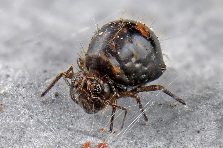 Allacma fusca, een van de ruim tweehonderd soorten springstaarten in Nederland