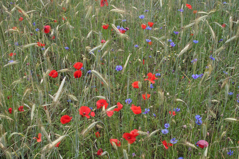 Wintergraan met bleke klaproos en korenbloem in gebied Reijerscamp