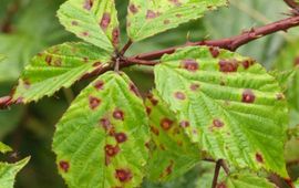 Nederlandse Mycologische Vereniging