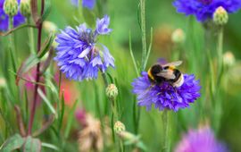 Getty Images Hommel