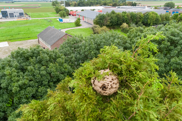 Nest van de Aziatische hoornaar in de gemeente Sluis