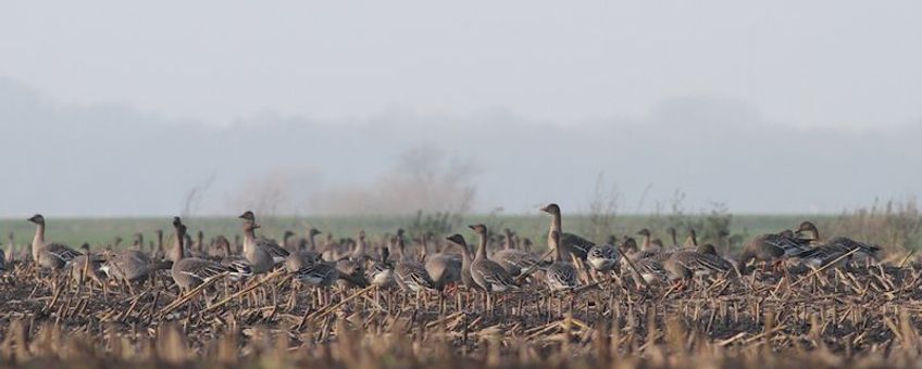 Toendrarietganzen op een akker in de de veenkoloniƫn. Een typisch beeld