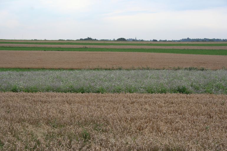 Hamsterhabitat: het ideale hamsterleefgebied, hier het Akkerreservaat Sibbe, is kleinschalig met veel dekking