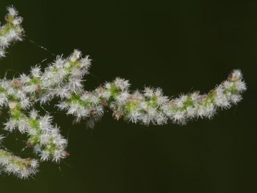 Grote brandnetel heeft kleine, onopvallende bloemen. Een plant is ofwel mannelijk, ofwel vrouwelijk