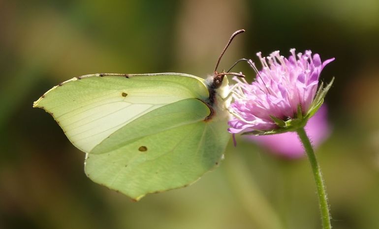 Citroenvlinder op beemdkroon