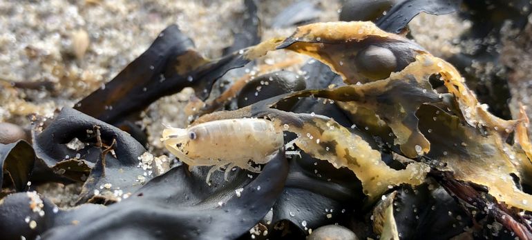 Een strandvlo op wier. Strandvlooien zijn geen insecten maar kleine springende (en gravende en wier-etende) kreeftachtigen met een zijdelings afgeplat lichaam. Aan de kop valt vooral het grote tweede antennepaar op