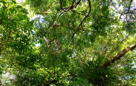 Artur Warchavchik, CC BY-SA 3.0 Nationaal park van de Jaú, nationaal park in de Braziliaanse staat Amazonas