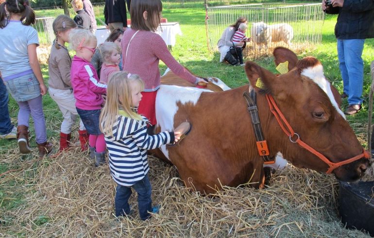 Koe op een kinderboerderij