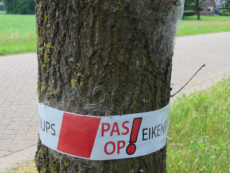 Eikenprocessierupsen in mei al laag in de bomen