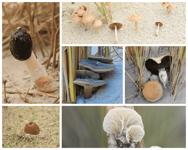 Verschillende soorten paddenstoelen in de witte duinen