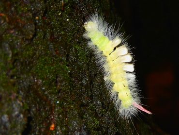 De opvallende rups van de meriansborstel