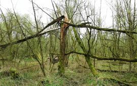 Arno van der Pluijm Oud wilgenbos in de Biesbosch, Grienden van de Dood, Rektor 2017