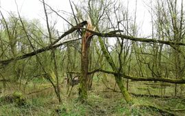 Oud wilgenbos in de Biesbosch, Grienden van de Dood, Rektor 2017