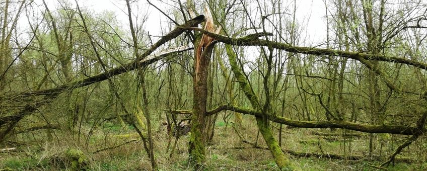 Oud wilgenbos in de Biesbosch, Grienden van de Dood, Rektor 2017