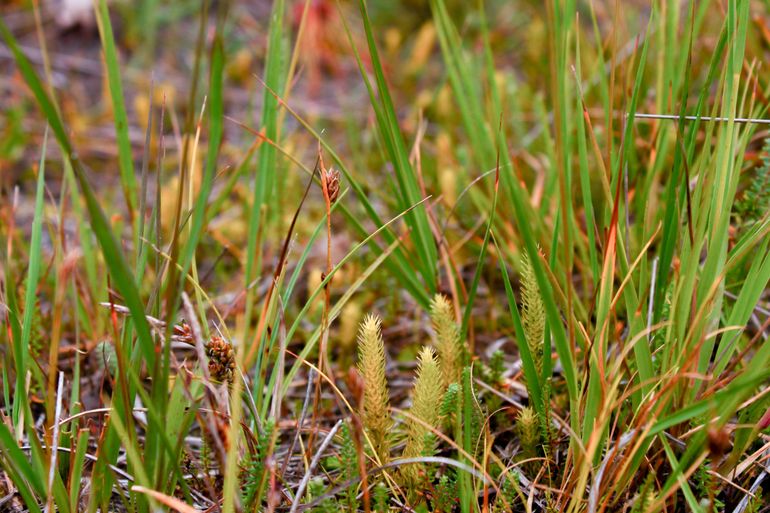 Pioniergemeenschap van moeraswolfsklauw en bruine snavelbies in natuurherstelproject natte heide, Drenthe