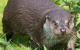 Karsten Reiniers, ARK Natuurontwikkeling Otter VOOR EENMALIG GEBRUIK