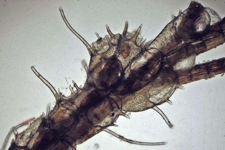 Beginnende kolonie van het Harig mosdiertje op een wiertje waar de kenmerken van individuele diertjes te zien zijn, met name de stekels rond de opening en de poriën in de verkalkte wand
