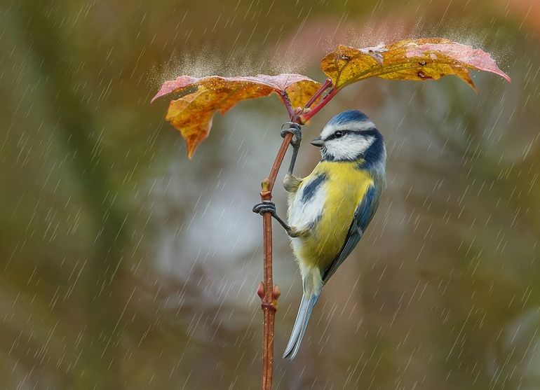 Pimpelmees in de regen