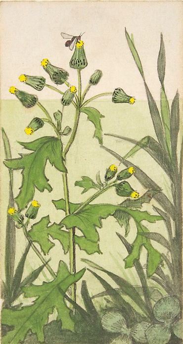 Klein kruiskruid uit de Verkade-albums