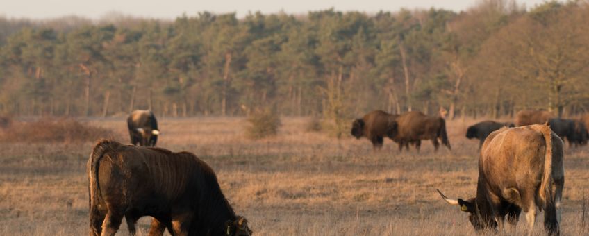 Taurossen en wisenten op de Maashorst