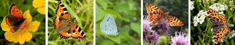 Enkele vlinders die een minder voorjaar hadden, van links naar rechts: kleine vuurvlinder,  kleine vos, boomblauwtje, kleine parelmoervlinder en landkaartje