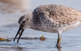 Alleen kanoeten met lange snavels kunnen bij de diep ingegraven schelpdieren in de tropische overwinteringsgebieden. Individuen met kortere snavels zijn gedwongen te leven van zeegraswortels