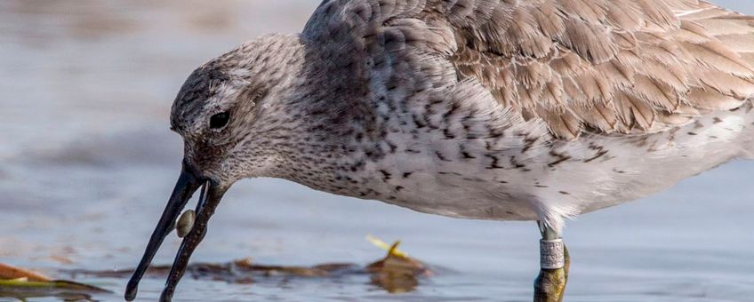 Alleen kanoeten met lange snavels kunnen bij de diep ingegraven schelpdieren in de tropische overwinteringsgebieden. Individuen met kortere snavels zijn gedwongen te leven van zeegraswortels