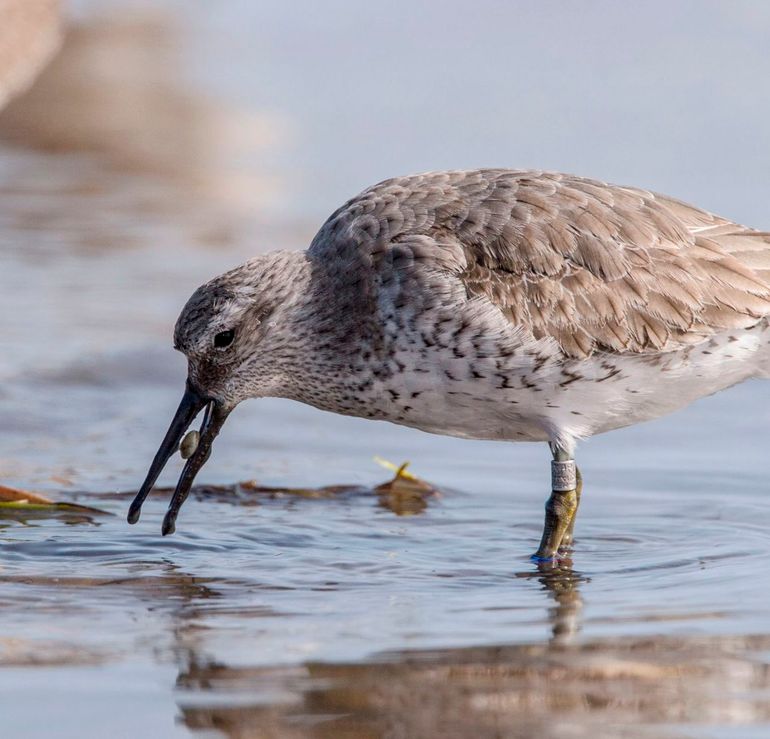 Kanoeten eten schelpdieren in hun geheel