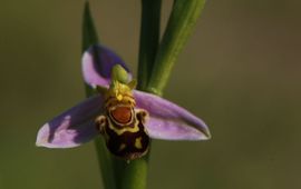 Wout van der Slikke Bijenorchis