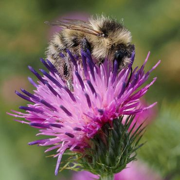 Kruldistel is één van de meest bezochte nectarplanten in het onderzoeksgebied 