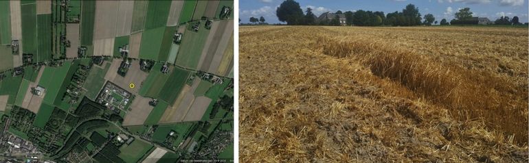 Een gekke nestplek van bruine kiekendieven zo dicht bij de bebouwde kom. Dankzij het doortastend handelen van twee vrijwilligers bleef het nest gespaard tijdens de oogst van het wintergerst