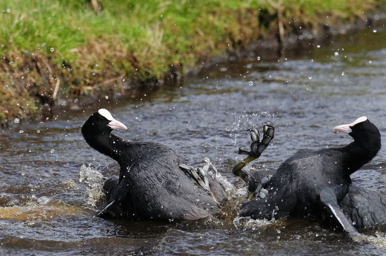 Vechtende meerkoeten