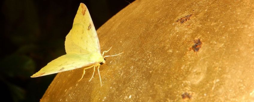 Hagendoornvlinder op de buitenlamp