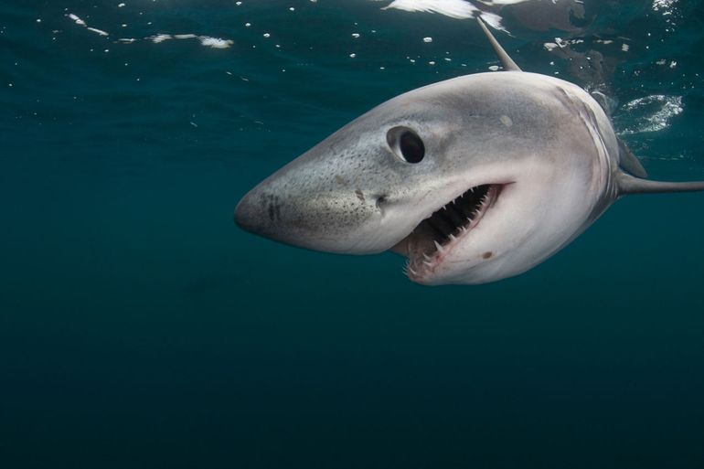 Porbeagle