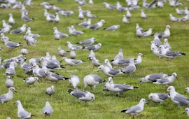 Larus canus. Stormmeeuw