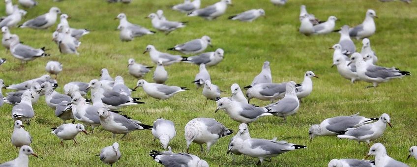 Larus canus. Stormmeeuw