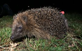 Egelwerkgroep Nederland Egel met zender EENMALIG GEBRUIK