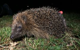 Egel met zender EENMALIG GEBRUIK