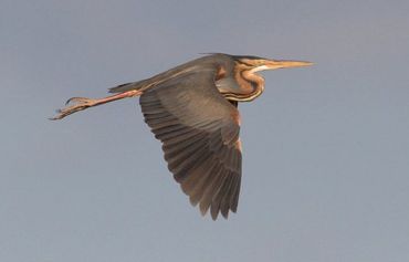 Door succesvolle bescherming van moerasgebieden staat de purperreiger niet langer op de Rode Lijst