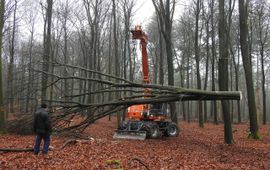 Wageningen Environmental Research Tijdens de uitvoering van het bosexperiment in februari/maart 2019 zijn 15 bomen per soort bemonsterd om hun bovengrondse biomassa en nutriëntenverdeling te kwantificeren.