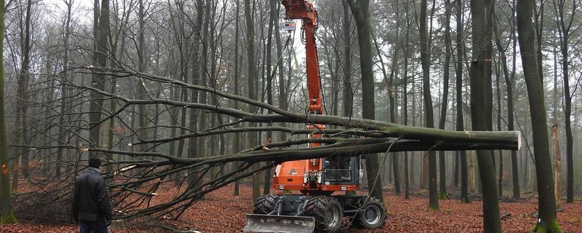 Tijdens de uitvoering van het bosexperiment in februari/maart 2019 zijn 15 bomen per soort bemonsterd om hun bovengrondse biomassa en nutriëntenverdeling te kwantificeren.