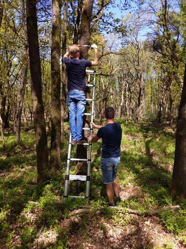 De dendrometer wordt na het uitlezen weer opgehangen, hier in bosreservaat Riemstruiken in Gelderland