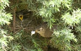 Troglodytes troglodytes. Winterkoning