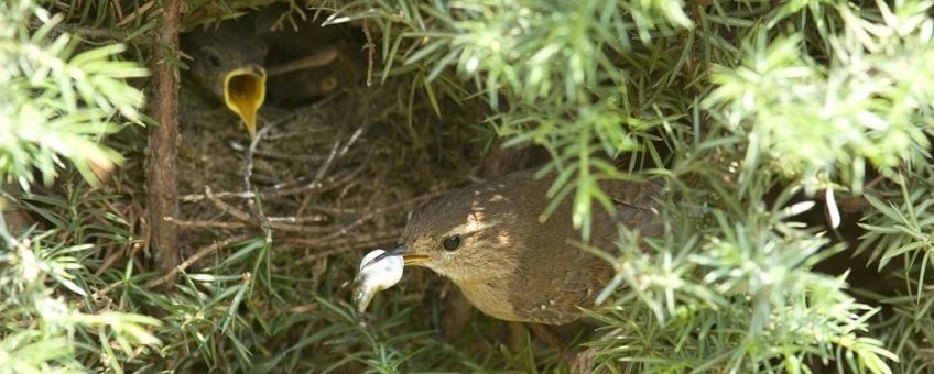 Troglodytes troglodytes. Winterkoning